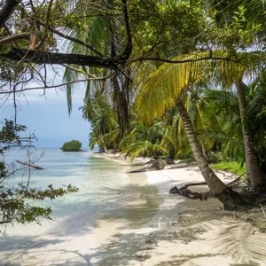 tropisch strand met palmbomen